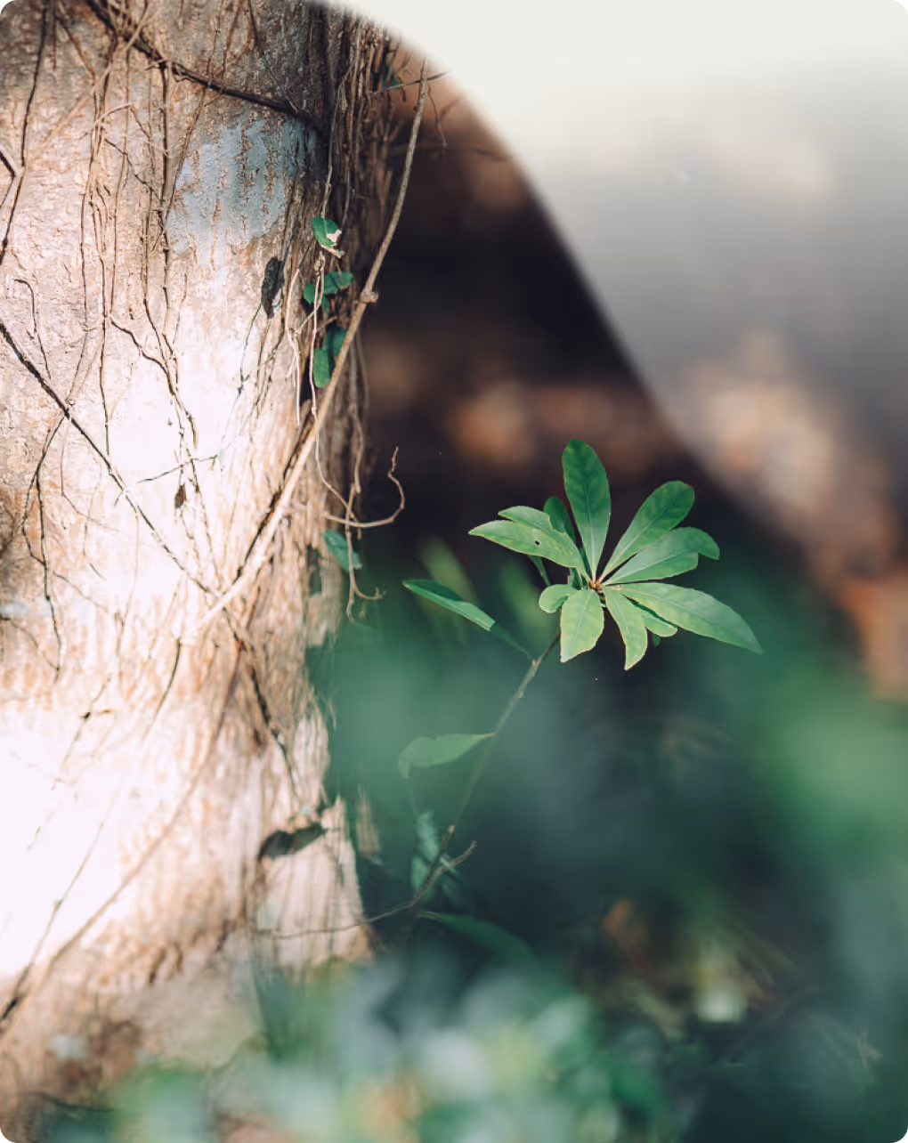 埋葬当日イメージ