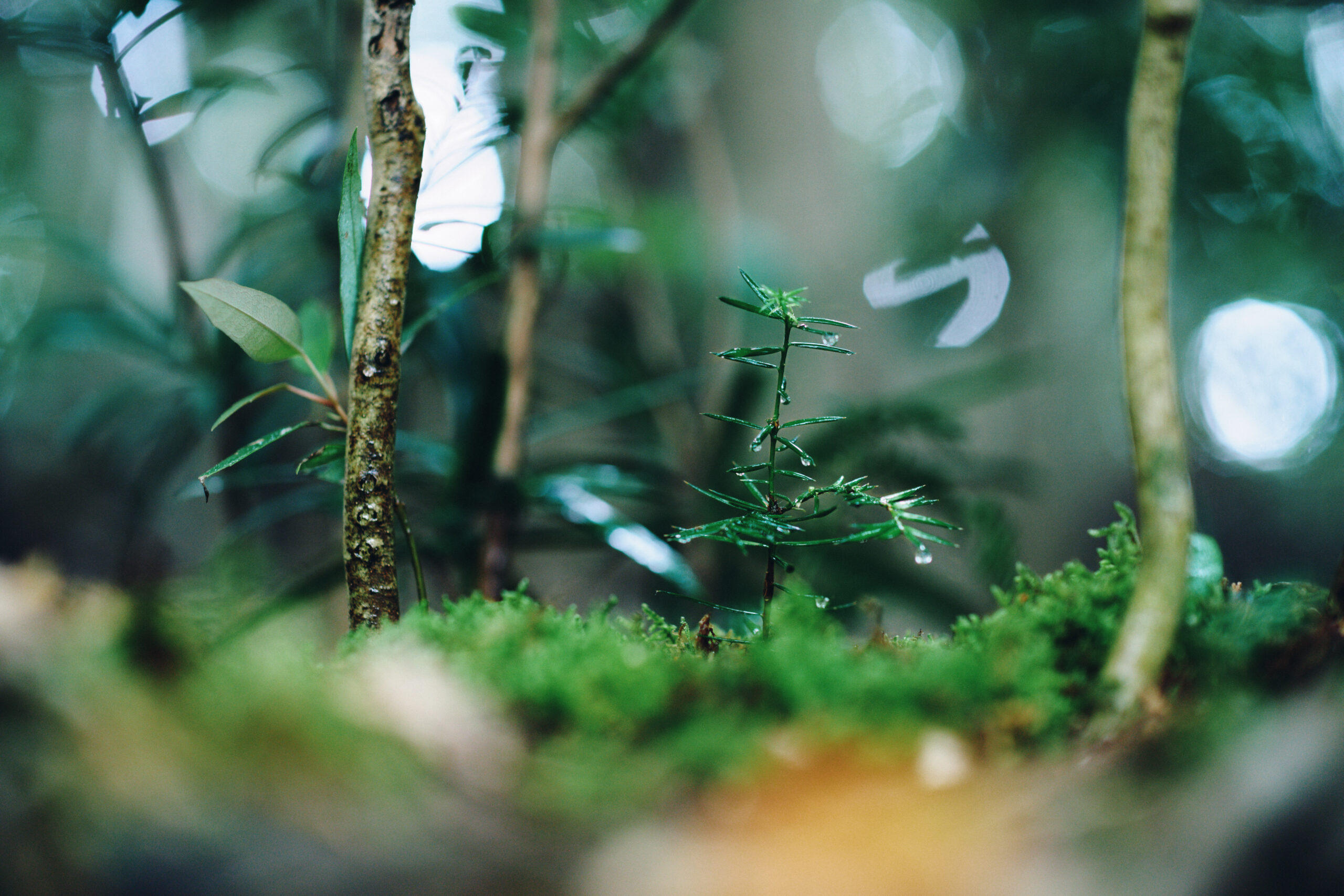 再生の森 荒れ果てた森が生命の循環する森へ | 森をつくる取り組み