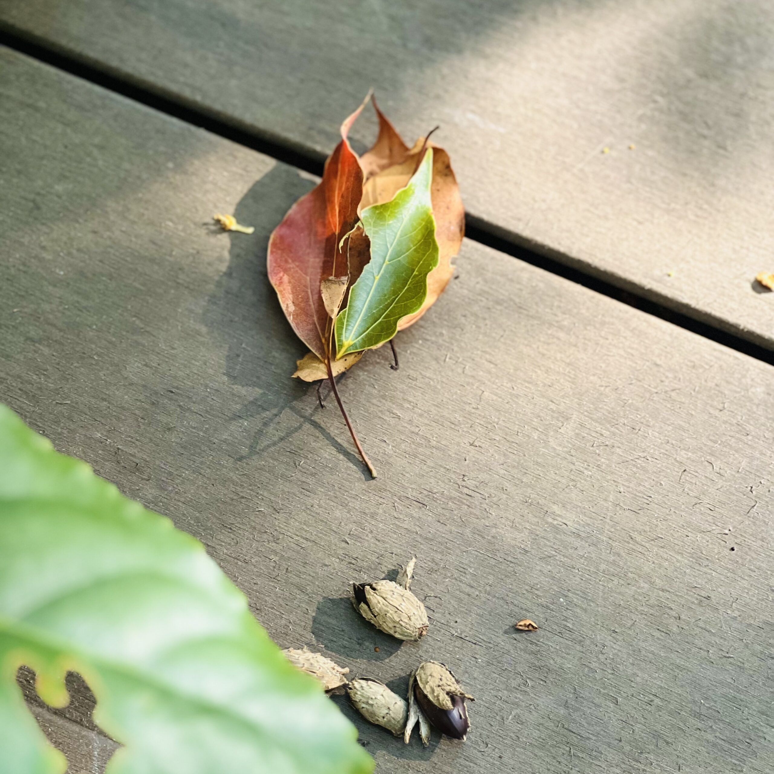 スダジイのどんぐりとクスノキの落葉